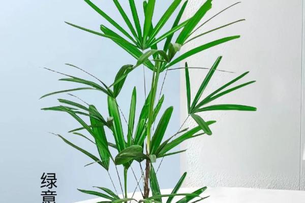 办公室风水与水培植物的完美结合提高工作效率 办公室风水与水培植物的完美结合提高工作效率