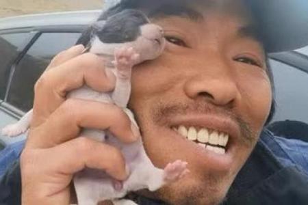 耗子和狗的意外互动：它们真的可以成为朋友吗