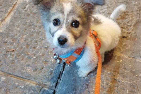 狗和鸡在同一环境中能否相安无事? 狗和鸡在同一环境中能否相安无事?