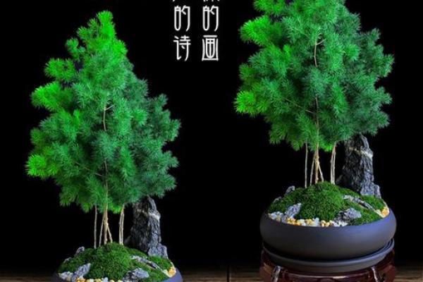 办公室绿植风水布局:创造更好的工作环境 办公室绿植风水布局:创造更好的工作环境