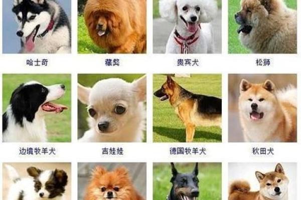 常见的狗狗名字推荐及其背后的含义 常见的狗狗名字推荐及其背后的含义