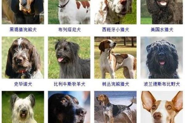 常见的狗狗名字推荐及其背后的含义 常见的狗狗名字推荐及其背后的含义