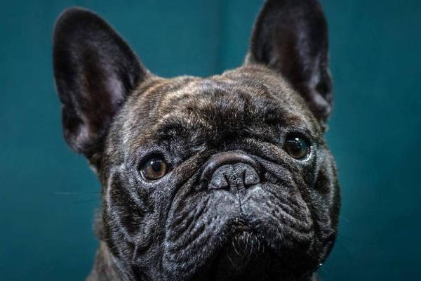 狗与性格匹配:如何选择适合自己的犬种 狗与性格匹配:如何选择适合自己的犬种