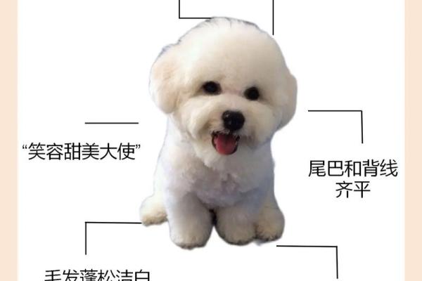 公比熊名字大全:从经典到现代风格 公比熊名字大全:从经典到现代风格