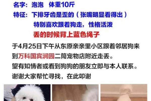公比熊名字大全:从经典到现代风格 公比熊名字大全:从经典到现代风格