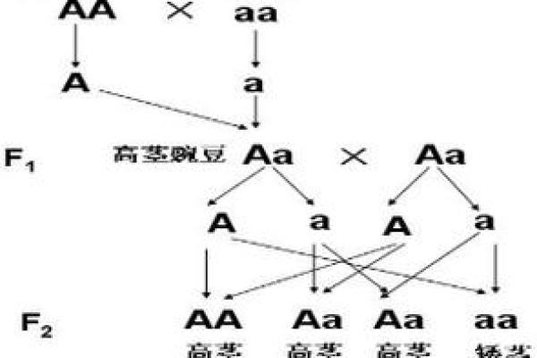 纯合命解析:如何理解命理中的纯合状态 纯合命解析:如何理解命理中的纯合状态