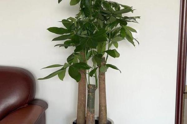 办公室植物选择与风水建议解析 办公室植物选择与风水建议解析