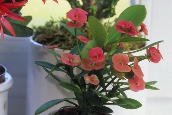 风水专家解析:家中带刺植物的正确摆放方法 风水专家解析:家中带刺植物的正确摆放方法