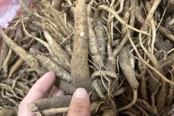 风水专家解析:家中带刺植物的正确摆放方法 风水专家解析:家中带刺植物的正确摆放方法