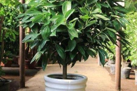 办公室植物选择与风水建议解析