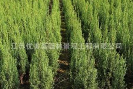 苗木公司命名技巧与免费资源推荐
