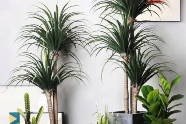 办公室绿植风水布置技巧助你提升职场运势 办公室绿植风水布置技巧助你提升职场运势