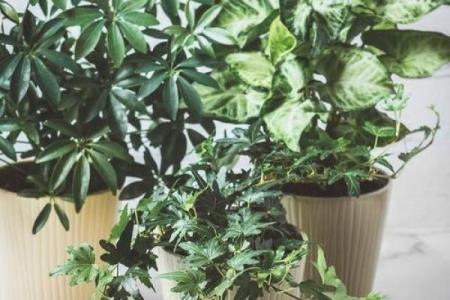 办公室绿植风水布置技巧助你提升职场运势