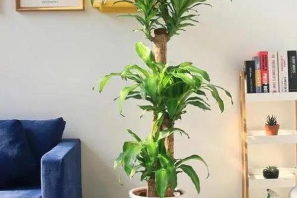 办公桌植物如何摆放才能招财纳福 办公桌植物如何摆放才能招财纳福