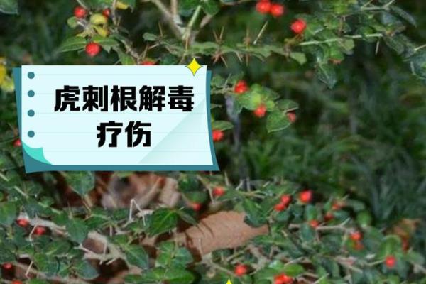 家中带刺植物的风水禁忌与影响分析 家中带刺植物的风水禁忌与影响分析