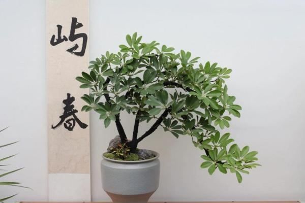 从单价看家居风水植物的价值与选择 从单价看家居风水植物的价值与选择
