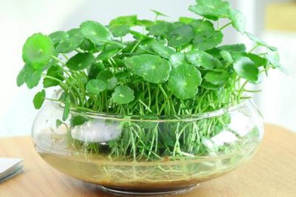 办公室水培植物风水布局技巧助你职场腾飞 办公室水培植物风水布局技巧助你职场腾飞