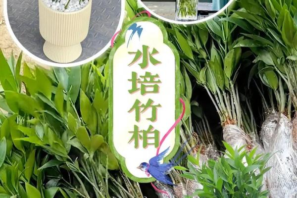 办公室水培植物风水布局技巧助你职场腾飞 办公室水培植物风水布局技巧助你职场腾飞