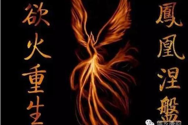 火鸡与凤凰的命运巧合，背后真相揭示