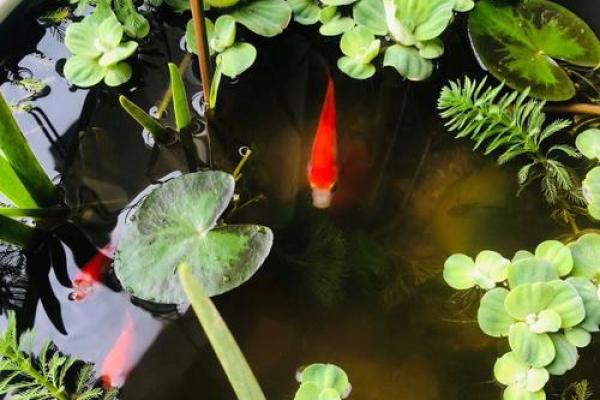家居风水与吉宅运势:如何通过小改变迎接好运 家居风水与吉宅运势:如何通过小改变迎接好运