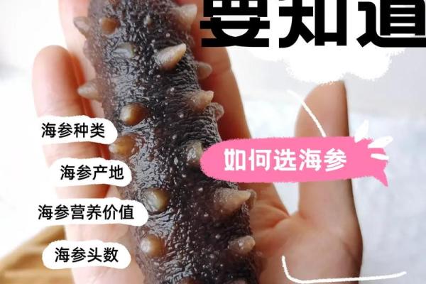 海参命名全记录:不同类型海参名称解读 海参命名全记录:不同类型海参名称解读