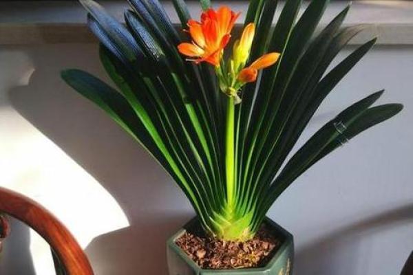 办公室必备风水植物,提升工作运气 办公室必备风水植物,提升工作运气