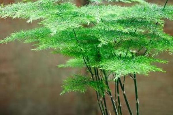 办公室必备风水植物,提升工作运气 办公室必备风水植物,提升工作运气