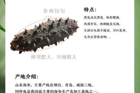 海参命名全记录：不同类型海参名称解读