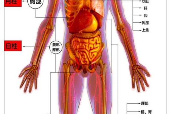 八字四柱如何影响女性健康状况 八字四柱如何影响女性健康状况