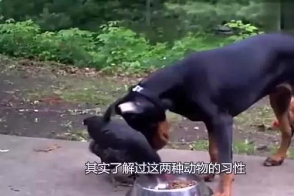 狗和鸡是否适合一起养?专家解答 狗和鸡是否适合一起养?专家解答