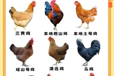 狗和鸡是否适合一起养？专家解答