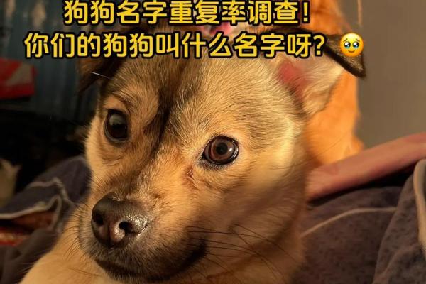 给你的狗狗起个与众不同的名字