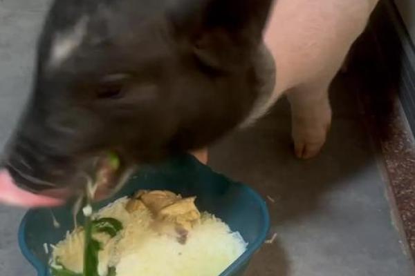 创意宠物猪名字大全 让你的宠物猪与众不同
