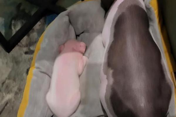 创意宠物猪名字大全 让你的宠物猪与众不同