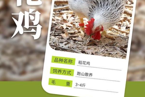 十一月鸡宝宝名字大全及选名指南