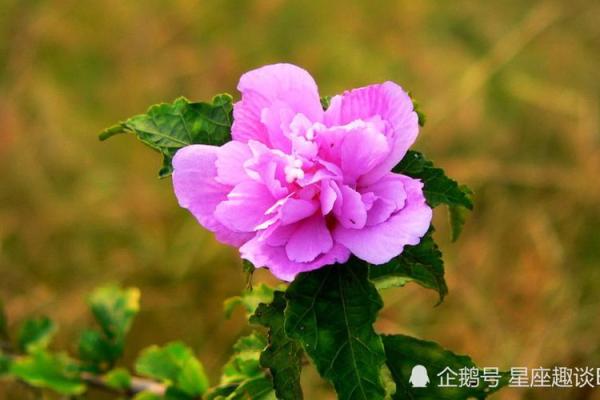 王康运势大揭秘:掌握运程趋势,迎接未来挑战 王康运势大揭秘:掌握运程趋势,迎接未来挑战
