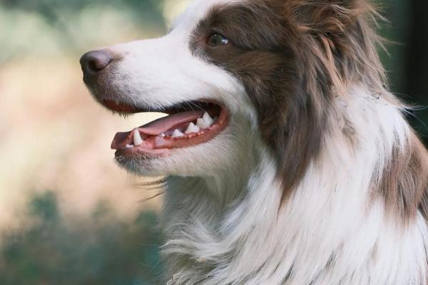 边牧取名字创意大全 助你为爱犬挑选最适合的名字
