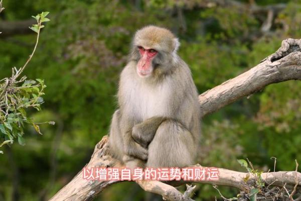 猴腊月运势预测:好运降临还是挑战重重? 猴腊月运势预测:好运降临还是挑战重重?