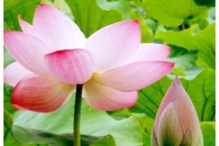 桃花星高照，女性命运将如何转变