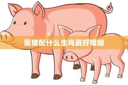 摩羯座与属猪的性格互补与相处之道