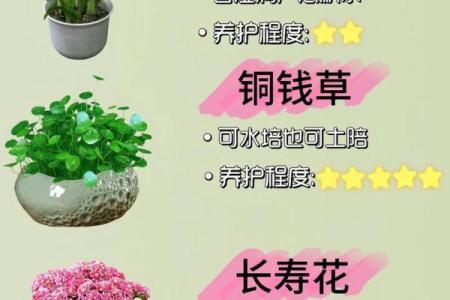 增运又养眼的家居风水植物清单