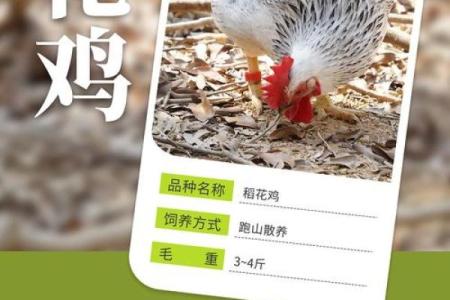 十一月鸡宝宝名字大全及选名指南