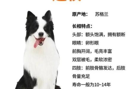 边牧取名字创意大全 助你为爱犬挑选最适合的名字