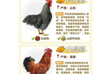 鸡宝宝起名指南：从传统到现代的名字选择