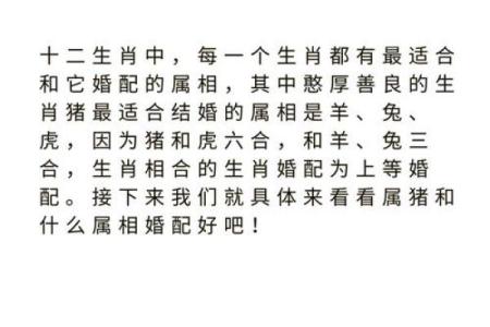 年属相配对详解：哪些组合最和谐