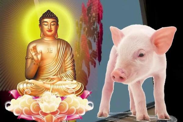 出生属什么生肖?详解属猪人的特点 出生属什么生肖?详解属猪人的特点