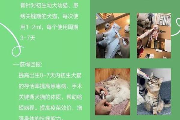 明日鼠运势全解析:适合行动的关键时刻 明日鼠运势全解析:适合行动的关键时刻
