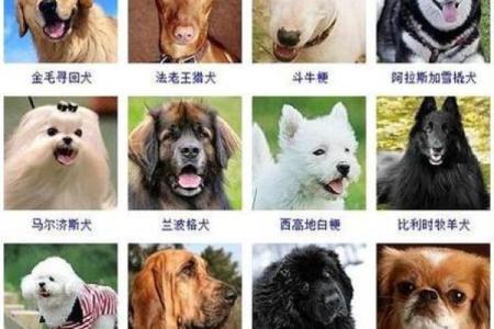 如何为你的狗狗选择一个合适的名字