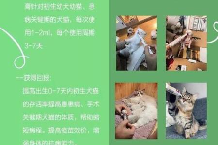 明日鼠运势全解析：适合行动的关键时刻