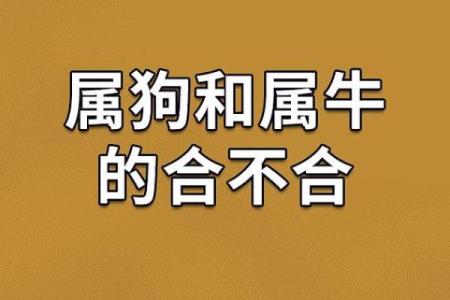 生肖狗配对分析 这些生肖与狗最和谐